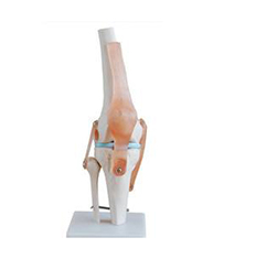 膝關節模型